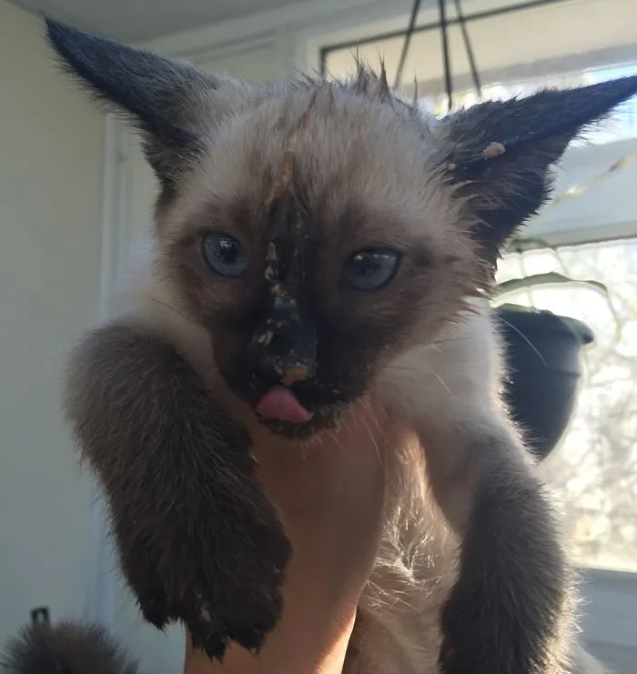 175 Of The Most Adorable Animal Mlems" Ever"