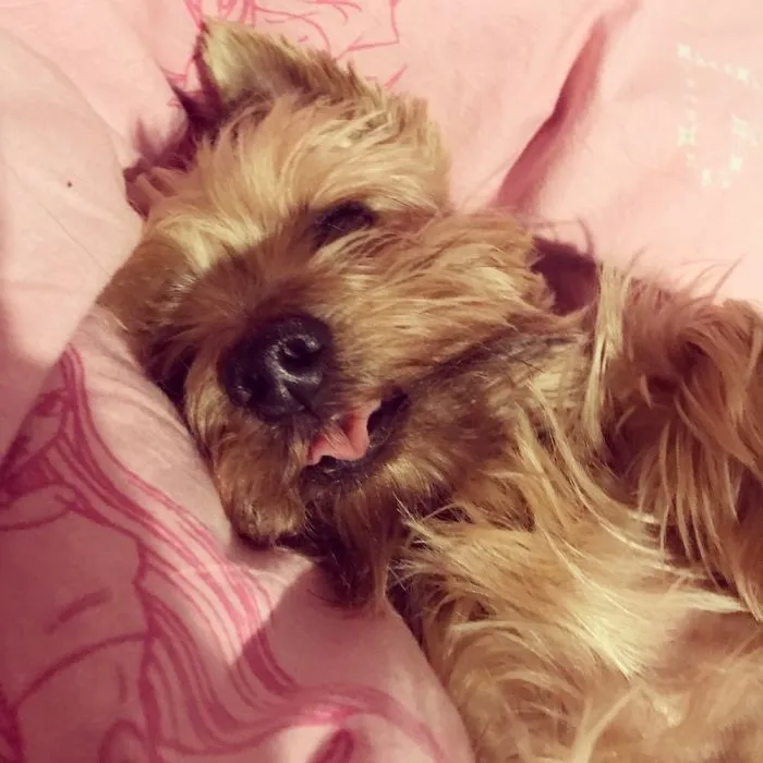 175 Of The Most Adorable Animal Mlems" Ever"