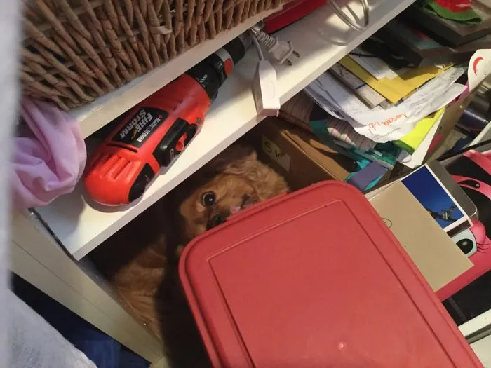 Sneaky Dog