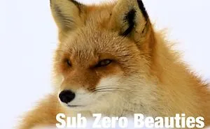 Sub Zero Beauties