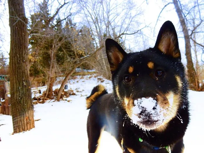 Oskar The Inu