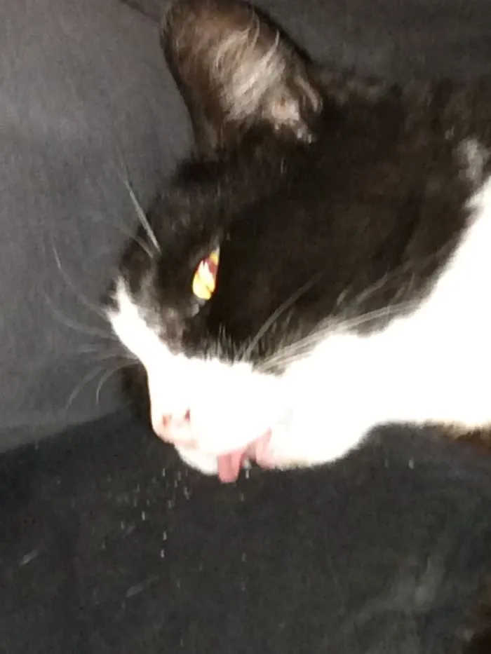 175 Of The Most Adorable Animal Mlems" Ever"