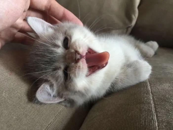 Cute Funny Cat