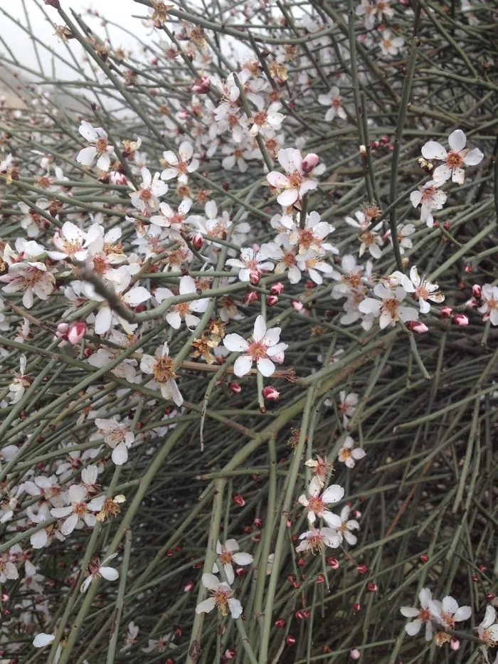 Wild Almond In Persia .