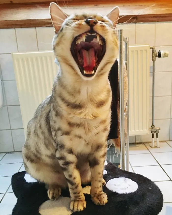 Insert Fish Here Please!