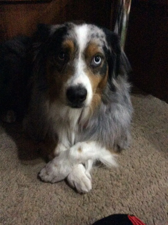 My Fancy Doggo