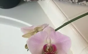 Finally Got This Orchid To Bloom And You Won't Believe How Bug-Like It Looks