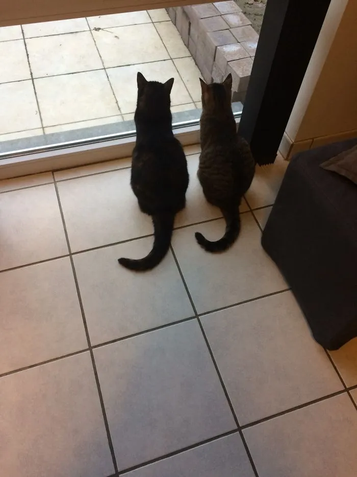 Bff