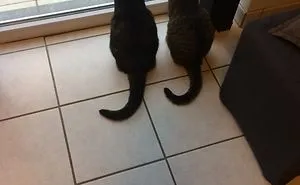 Bff