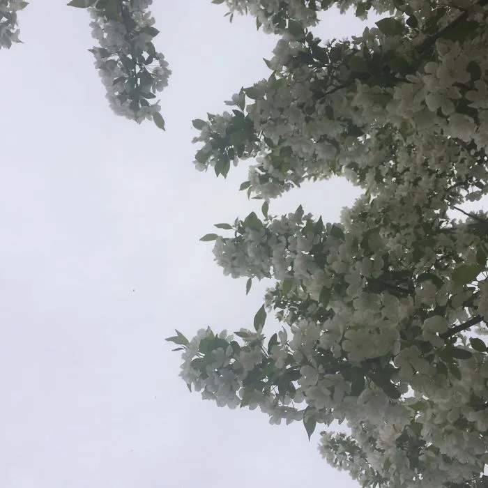 Pictures Of Trees With My Little Digital Camera.