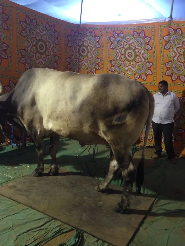 1000 Kg Bull