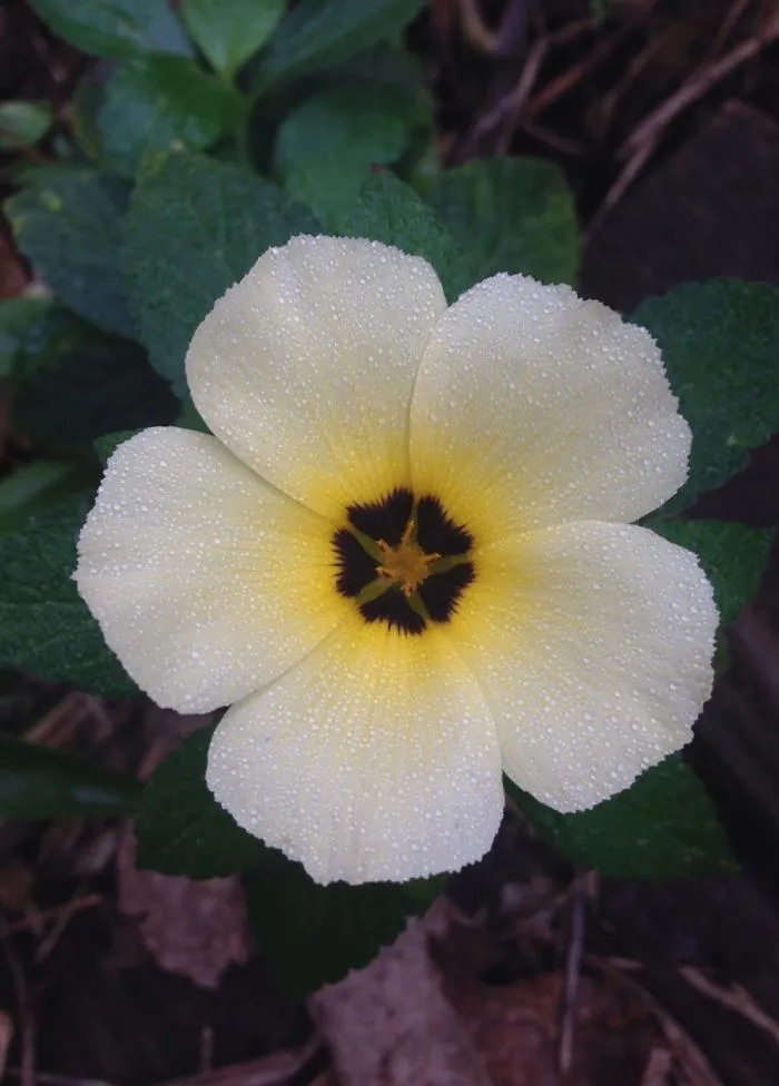 I Photograph Gorgeous Andean Wild Flowers