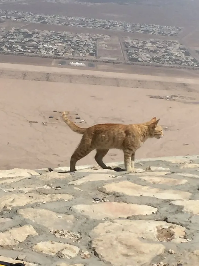 Cat Of Uae