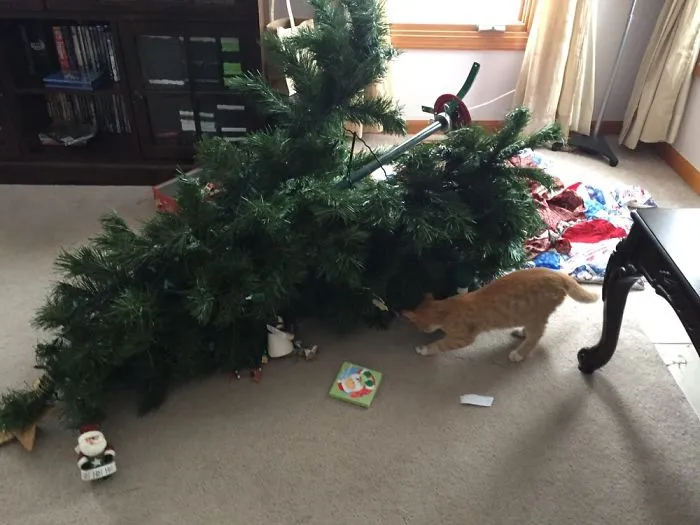 My Cat's First Christmas!