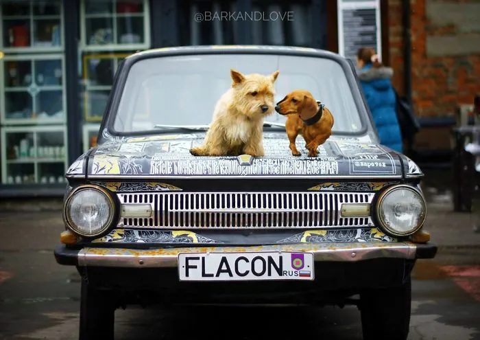 Be Careful, This Pair Will Bark And Love You! @barkandlove