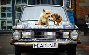 Be Careful, This Pair Will Bark And Love You! @barkandlove