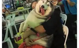 Stop What Your Doing And Look At This Dog!
