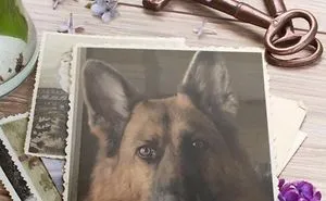 Sassyshepherds