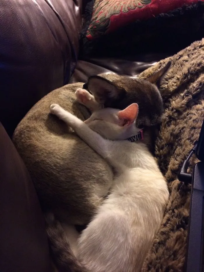 My Cat Melted Into My Dog! 😀