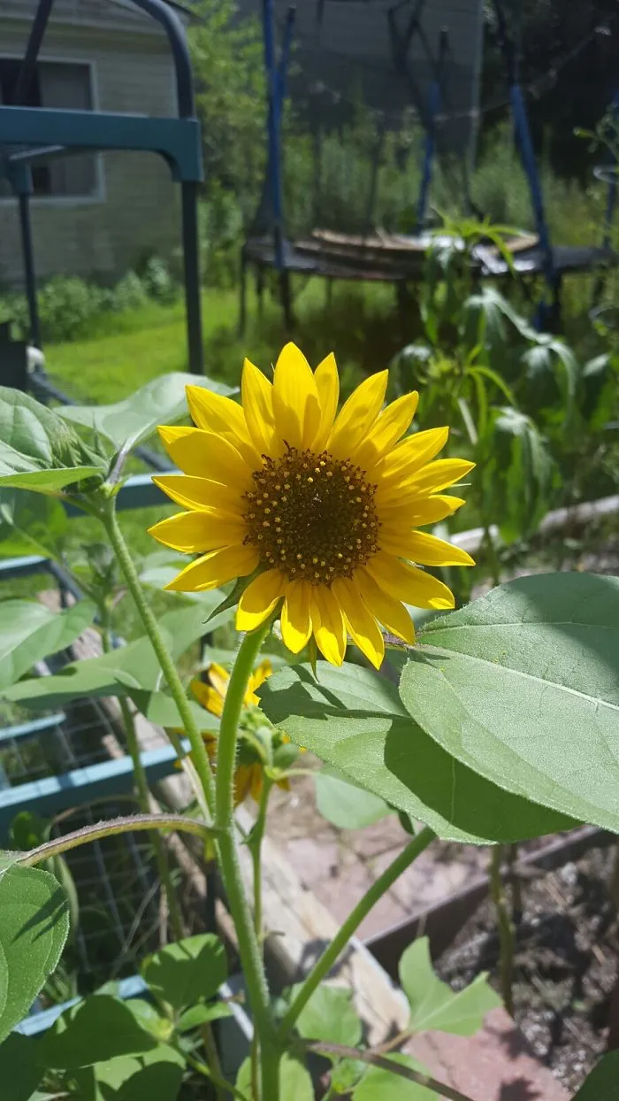 Grandmas Flower