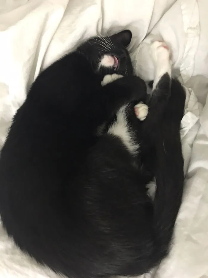 Rosie Melted Too