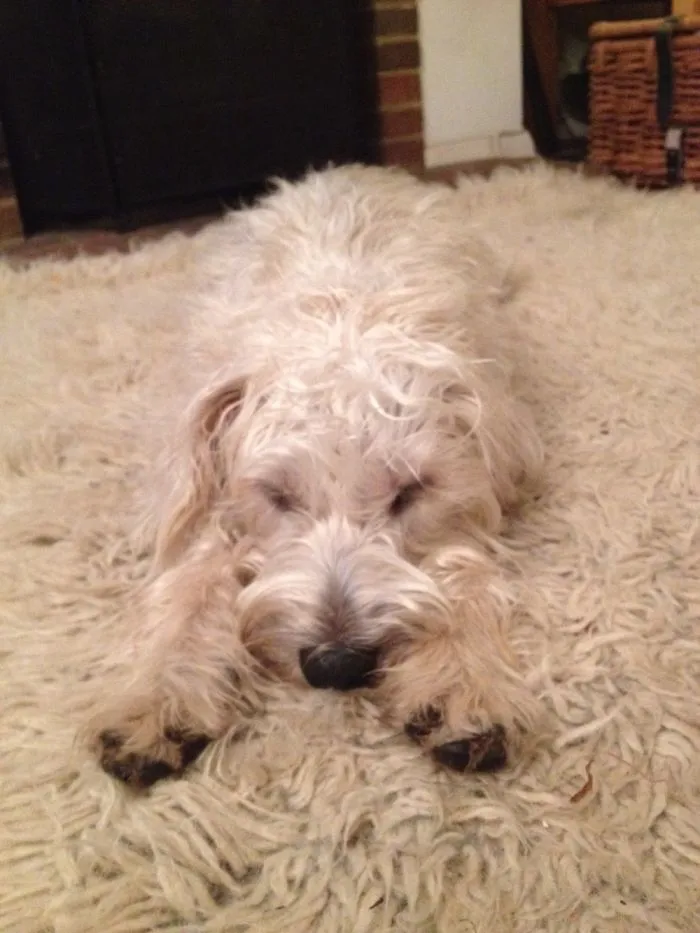 Ace At Hide And Seek... Until The Snoring Gives Her Away.