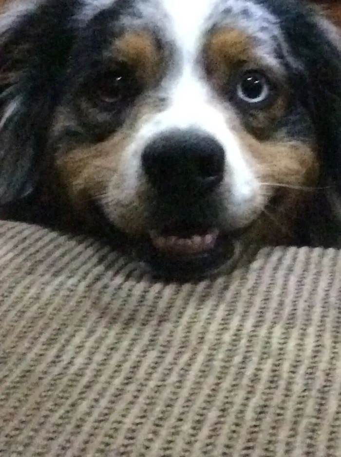 My Dog Loves To Smile!