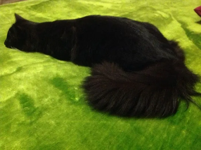 Semi-liquid Suckles Slugbutt Mcscrattigan.