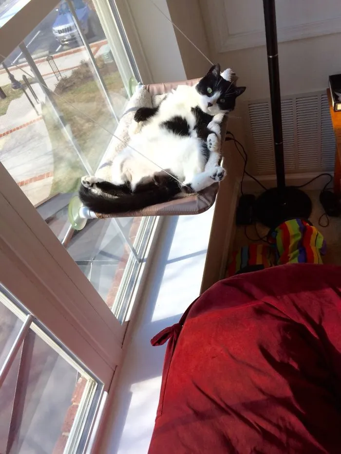 Luna Melted Into Her Kitty Perch.