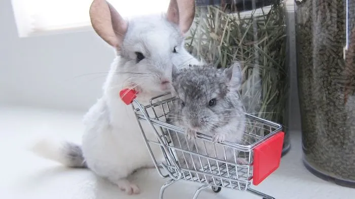 New Friends!