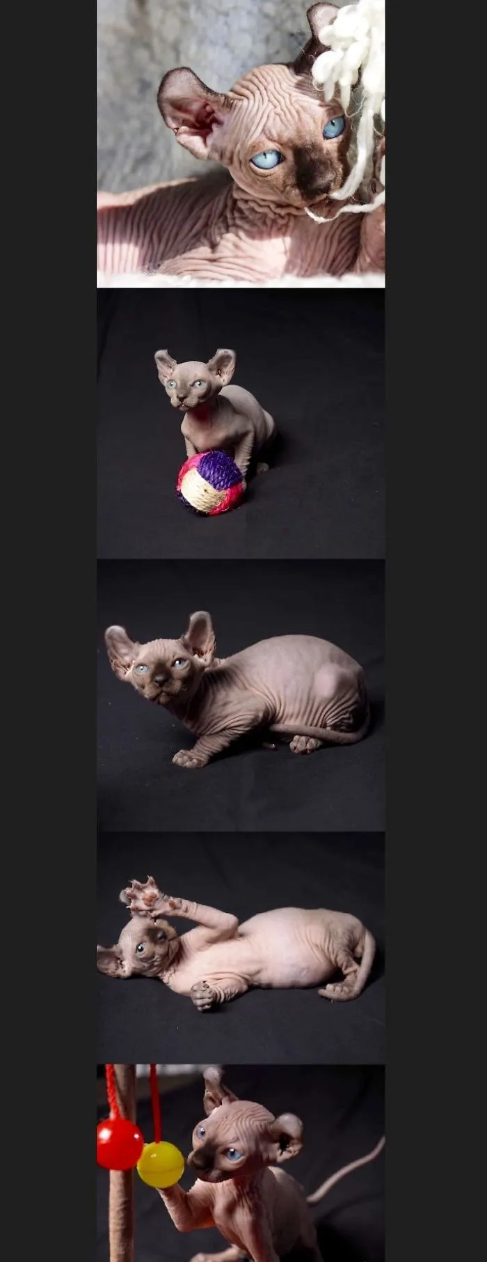 Magnificent Sphynx Elf Kittens