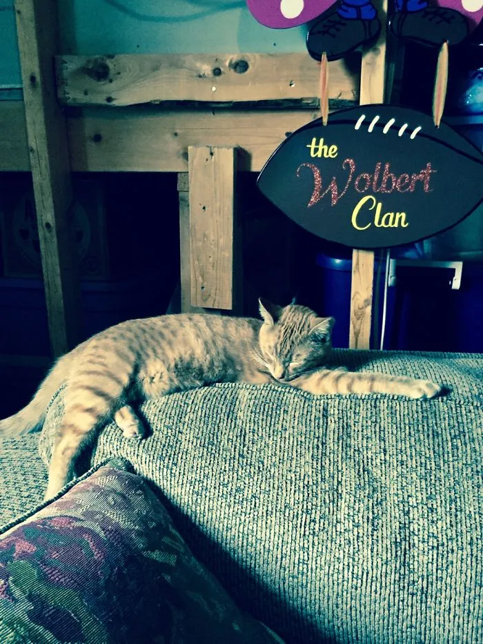 Sleepy Kitty