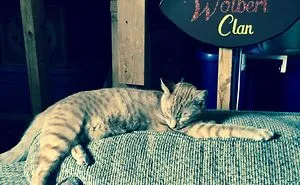 Sleepy Kitty