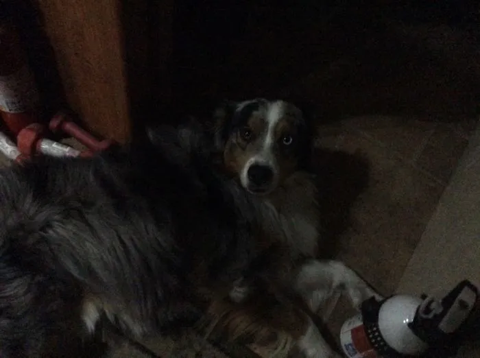 Just Thought I Would Take A Pic Of My Fat Doggo!