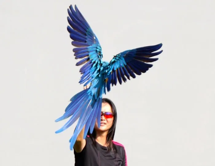 Teddy The Blue And Gold Macaw