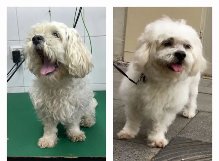 Cottage The Maltese Before & After Her Shower And Haircut.