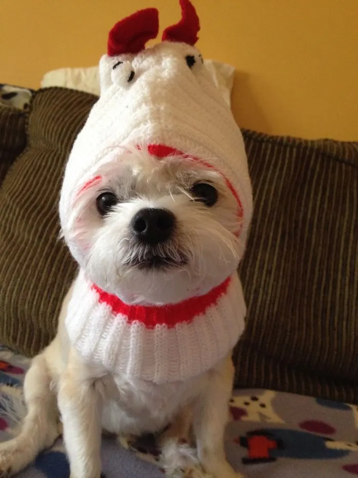 Snickett Looking Cute In A Chicken Hat!