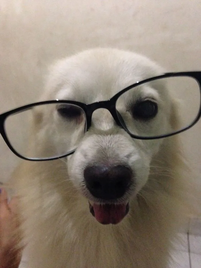 My Nerdy Dog
