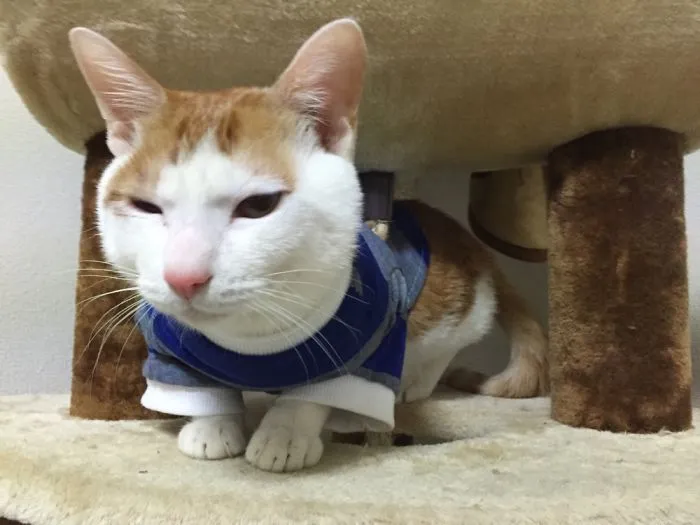 Ham Is A Fashionable Cat