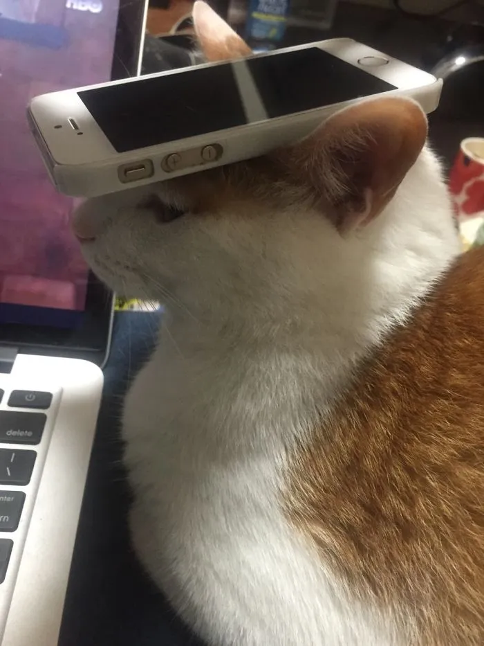 Phone Stand
