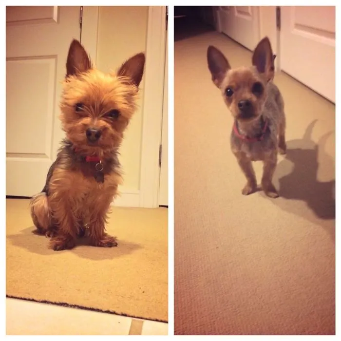 This Is My Yorkie, Tinkerton!