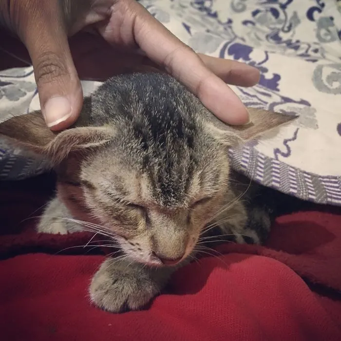 Yoda Cat Is Not Impressed. (but Secretly Loves Ear Scratches N Purring!)