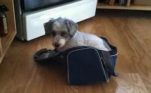 Do You Like Annoying Your Pets (Mildly)? (Add yours)