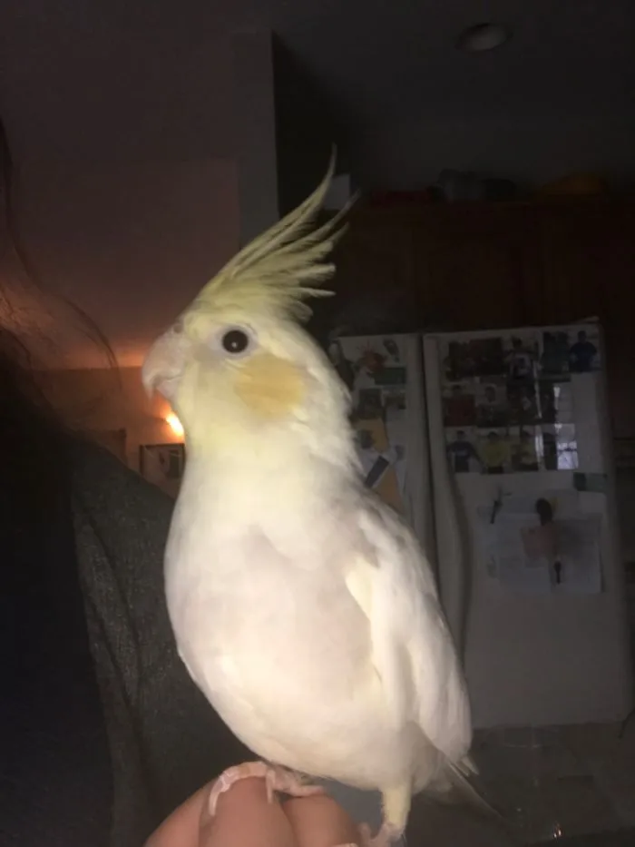 Posing Cockatiel