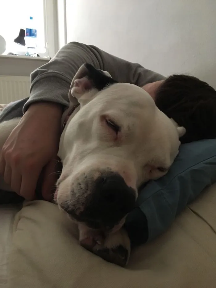 Dangerous Dog