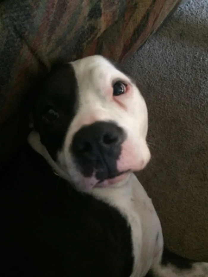 Vicious Poco. Wants To Smother You With Kisses.