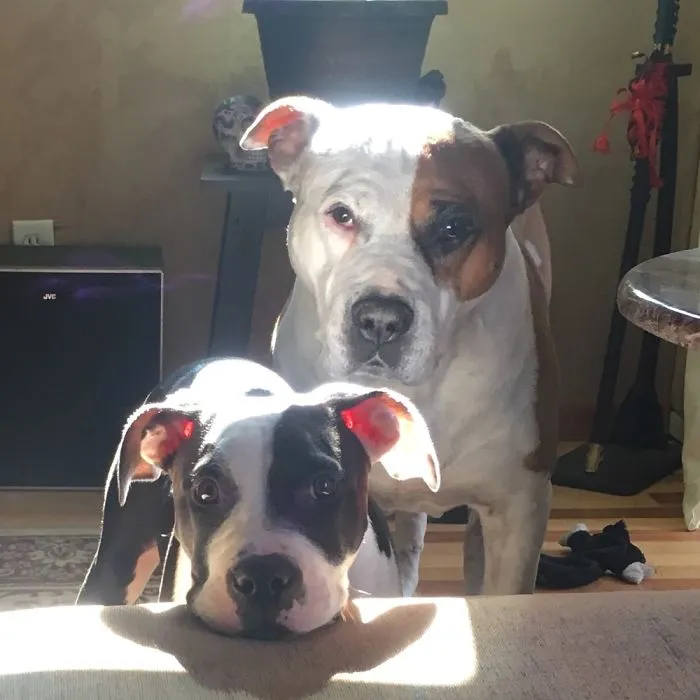 Double Trouble .. 💕🐶
