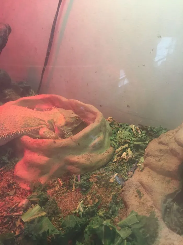 Even Beardies Melt