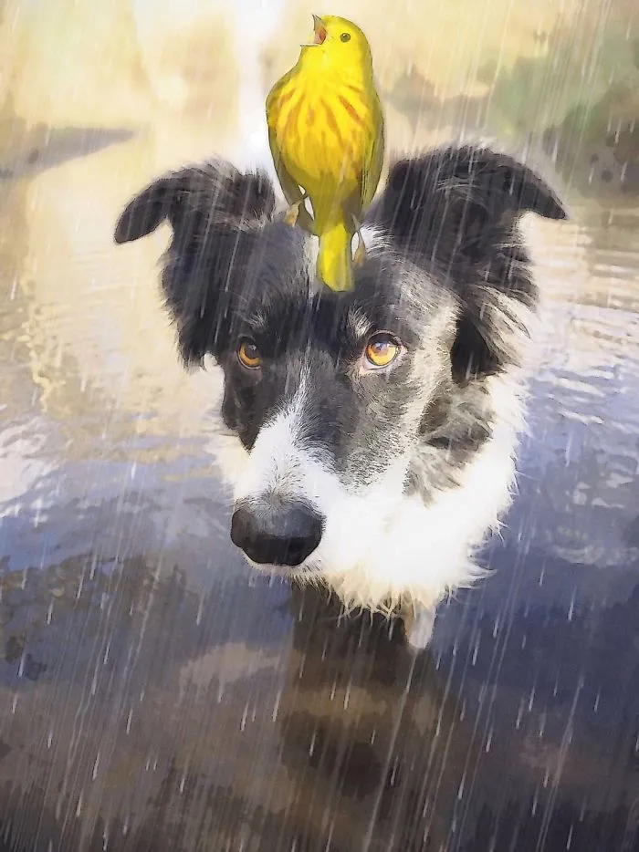 Skye And Big Yellow Bird. Friends In Rainy Weather.
