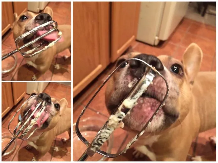 Mashed Potato Monster! My Silly Corgi/ Pibble Mix From A High Kill Shelter In Ga.